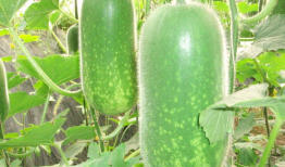 热门大瓜热心的朝阳爆料,朝阳爆料，明星隐私再掀波澜